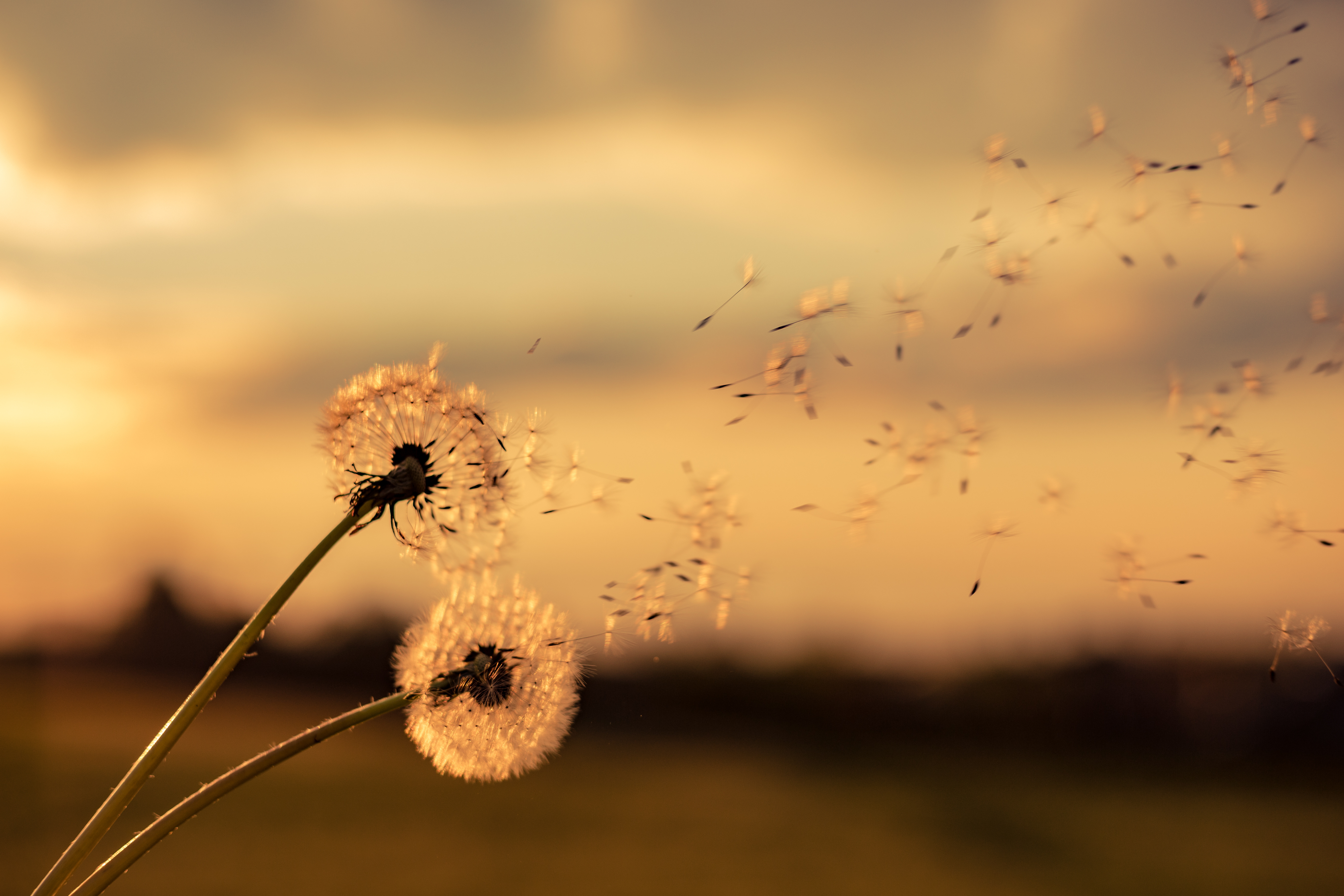 dandelions blowing away