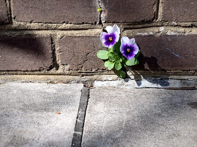 having resolve flower growing through brick