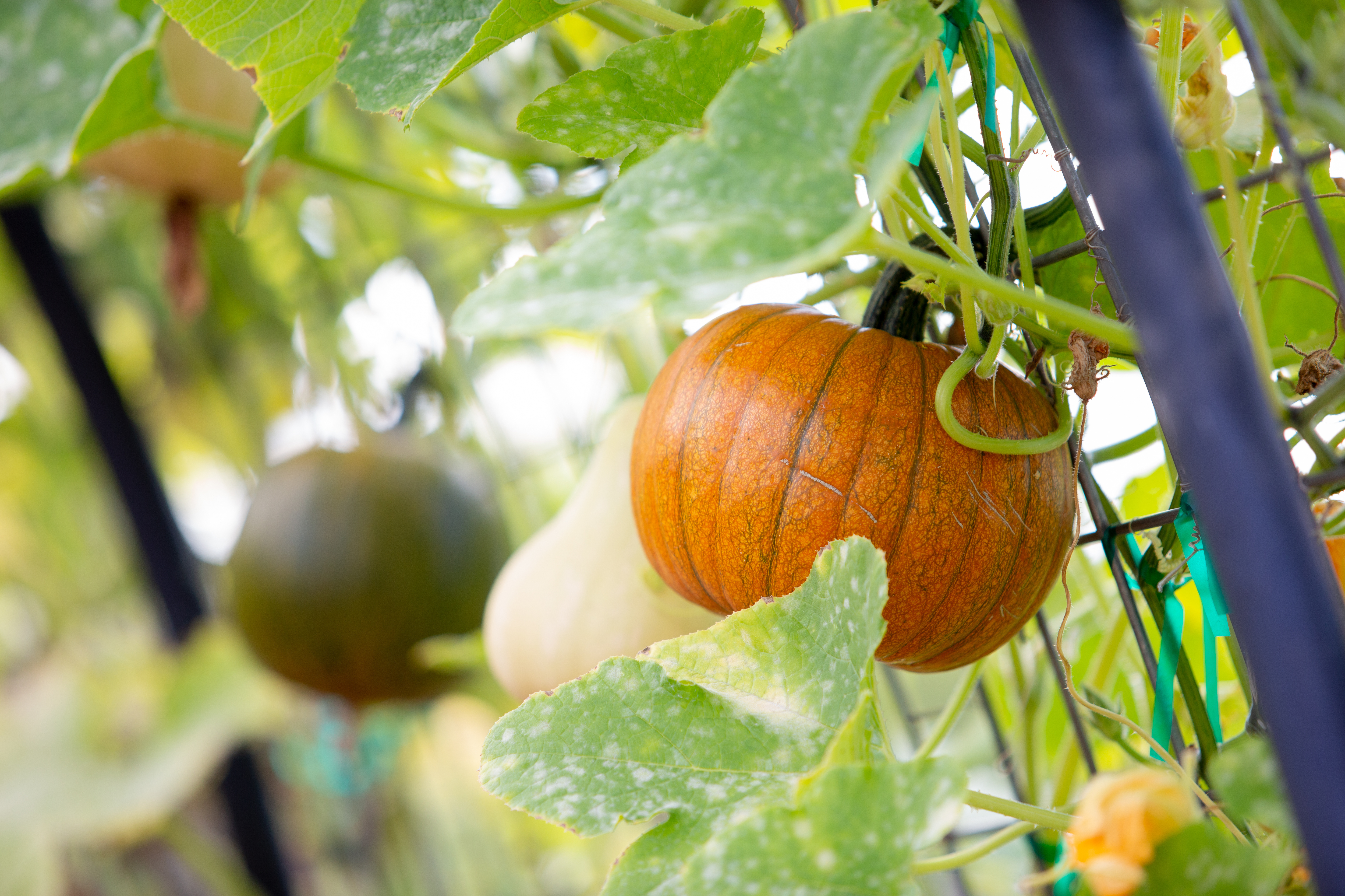 Pumpkin growing on trellis