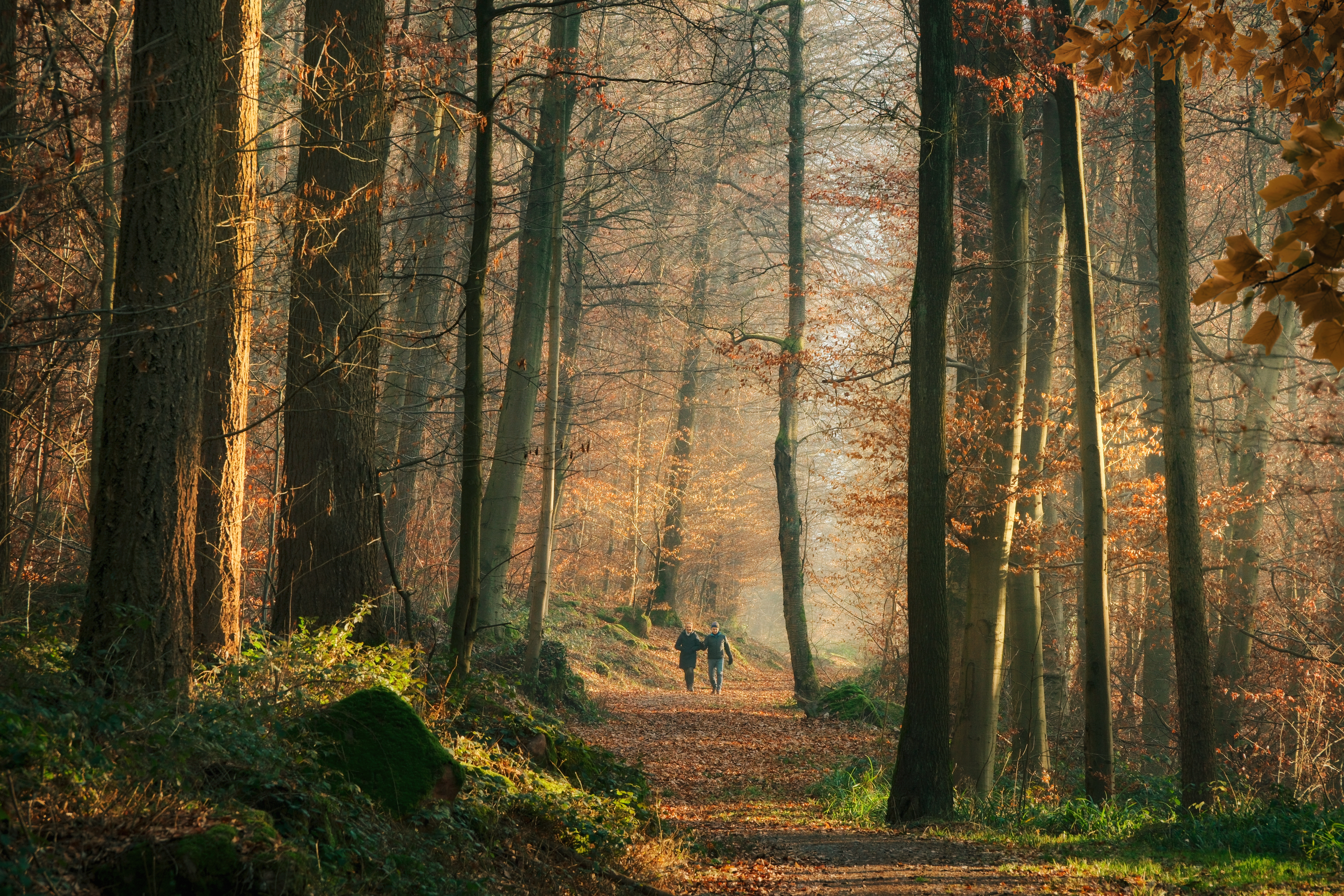 Two people taking a walk on a sunny autumn day in the woodlands. Beautiful forest scenery with a dirt road under tall trees