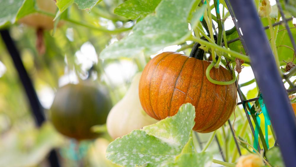 Pumpkin growing on trellis