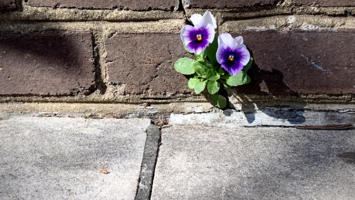 having resolve flower growing through brick