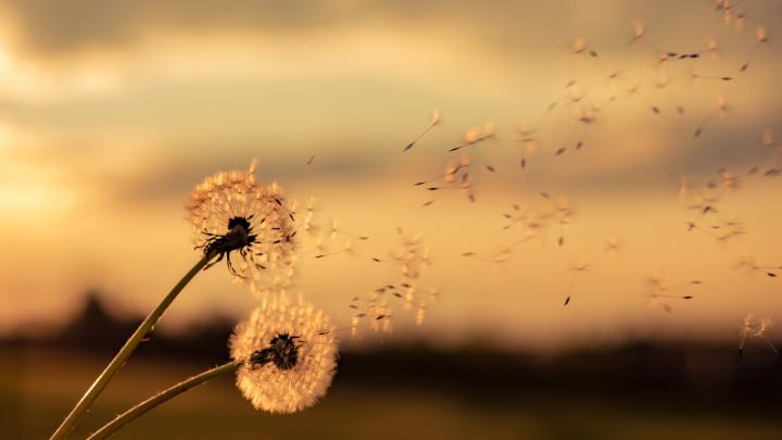 dandelions blowing away