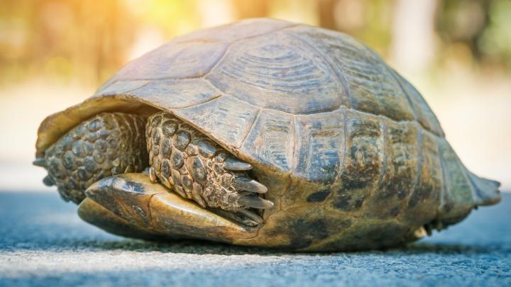 Turtle hiding in shell