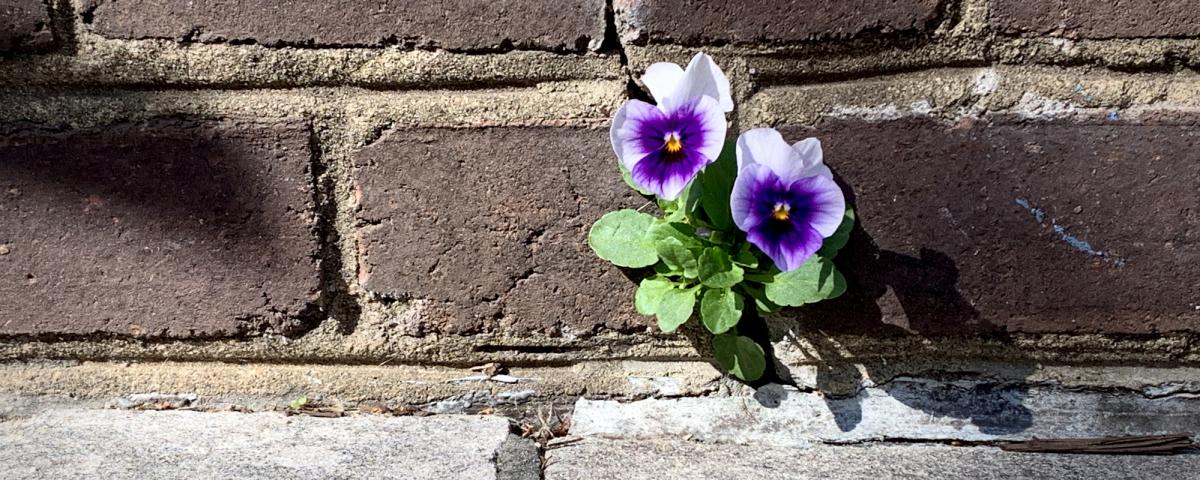 having resolve - flowers growing through brick