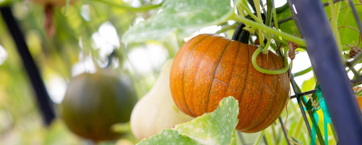 Pumpkin growing on trellis