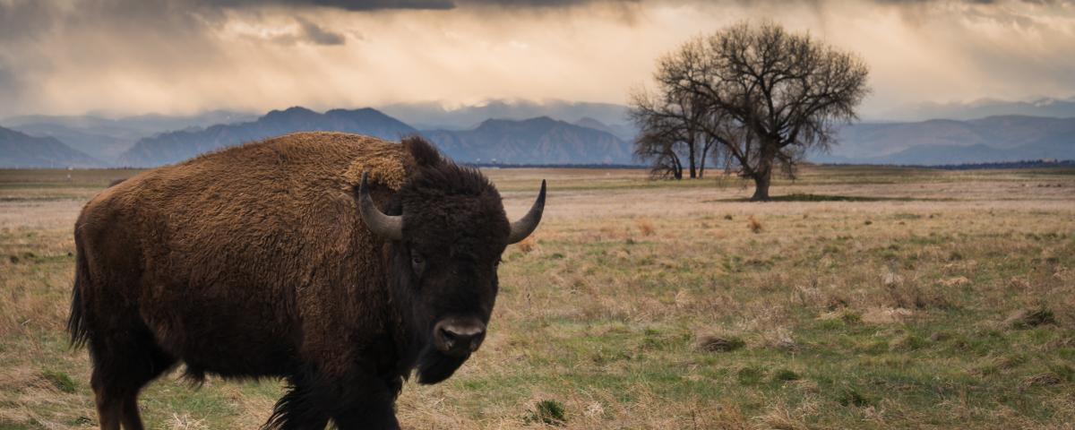 bison walking in the prairie