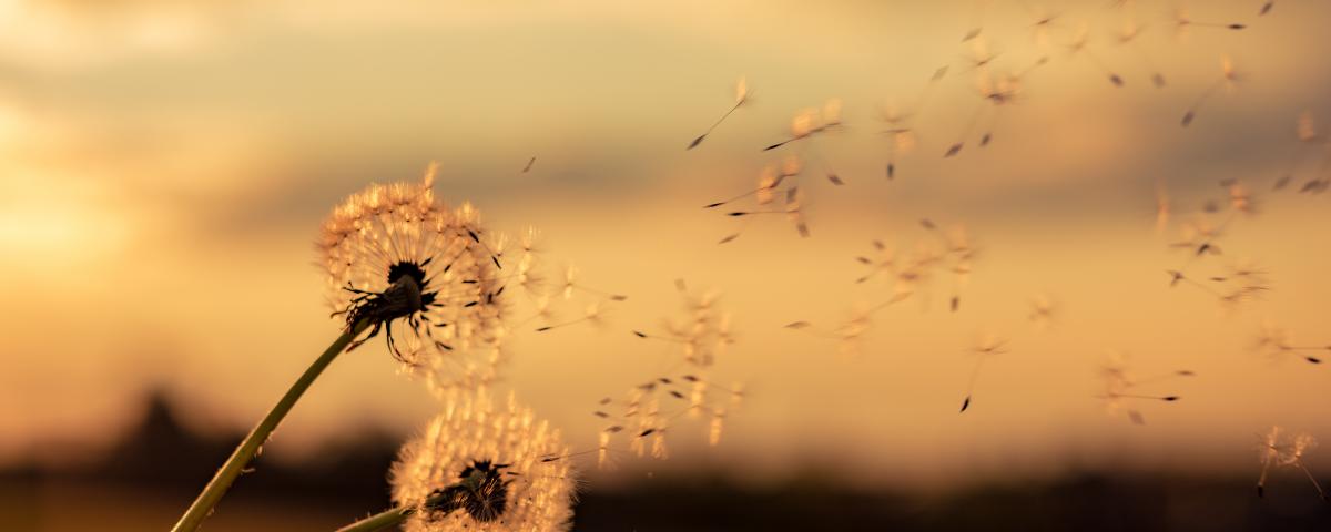 dandelions blowing away