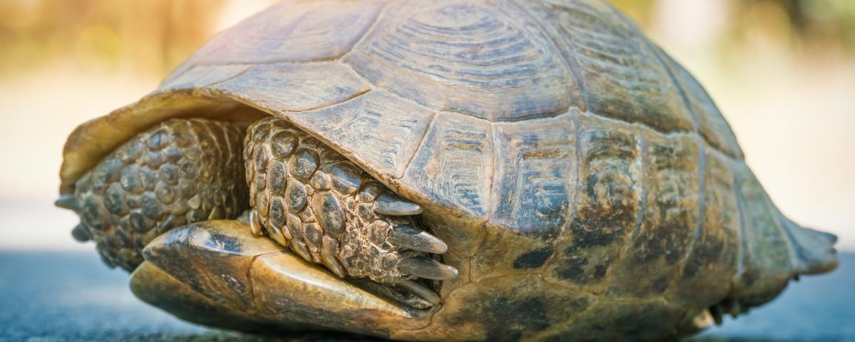 Turtle hiding in shell