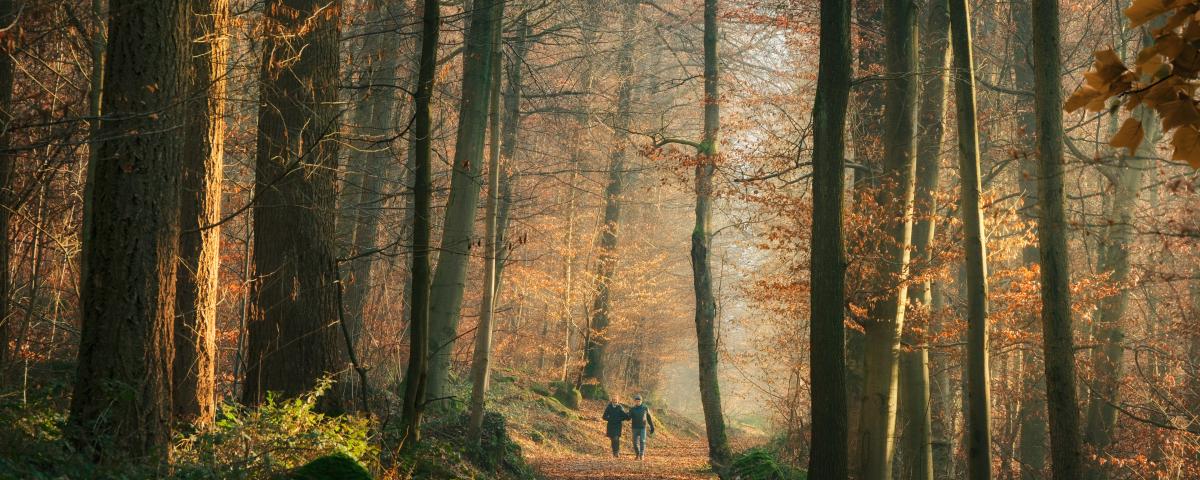 Two people taking a walk on a sunny autumn day in the woodlands. Beautiful forest scenery with a dirt road under tall trees